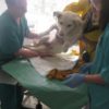 СХВ-П Стол операционный по Виноградову